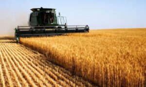 beneficios del trigo beneficios del trigo partido
