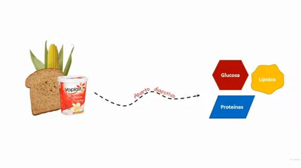Diabetes Mellitus Diabetes Mellitus sintomas